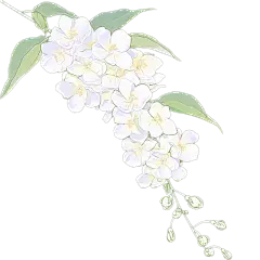 植物通用清新插画花朵元素素材