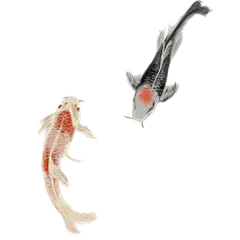 水墨风锦鲤元素贴纸5