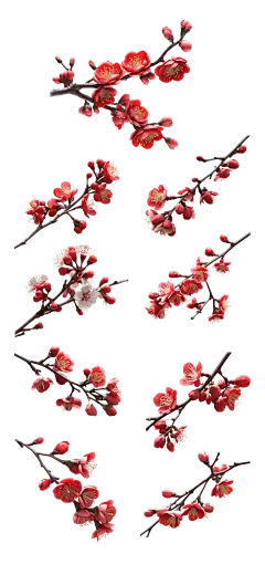 2309SC-素材组合-写实红色梅花花朵