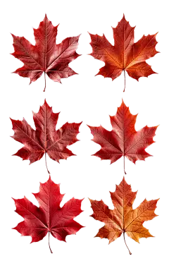 素材组合-植物叶子枫叶