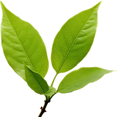 通用绿色植物叶子元素贴纸