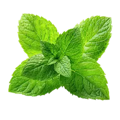 饮品系列写实感一簇薄荷元素