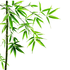 植物通用实景竹叶特写元素素材