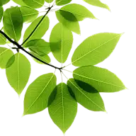 通用绿色树叶植物叶子元素贴纸