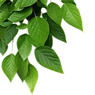 通用绿色树叶植物叶子元素贴纸