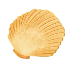 手绘-沙滩元素贴纸-贝壳
