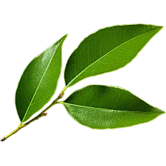 绿色树叶静态贴纸