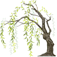 植物系列水彩风柳树整体柳条垂坠