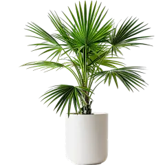 植物通用实景盆栽绿植元素素材