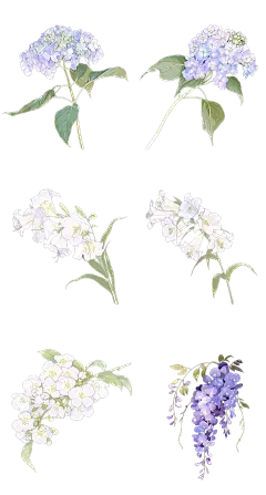 植物通用清新插画花朵元素素材