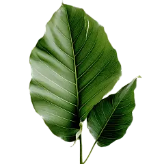 通用绿色植物叶子元素贴纸