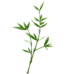 手绘植物系列-竹叶