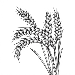 常规内容-插画系列手绘风黑色麦子麦穗线稿元素