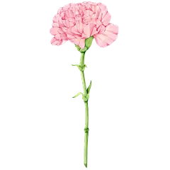 粉色植物母亲节康乃馨元素