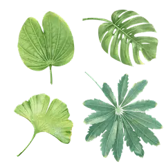 卡通小清新绿植元素