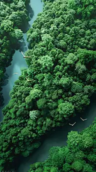 植物实景俯视森林场景背景图片素材