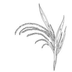 常规内容-插画系列手绘风黑色麦子麦穗线稿元素