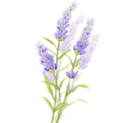 植物系列卡通感水彩薰衣草元素