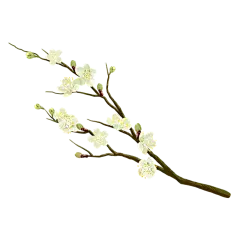 手绘白色梨花花卉植物元素
