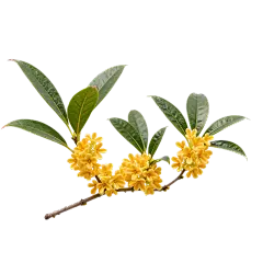 植物系列写实感桂花元素
