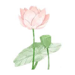 夏至荷花元素中国风贴纸
