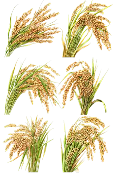 植物通用写实插画麦穗元素素材