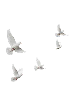 国庆节写实感飞翔鸽子元素