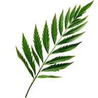 植物绿叶叶子