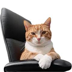 小红书meme搞怪爆款封面动物猫咪贴纸