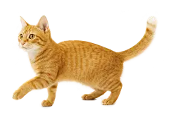 常规内容-动物系列写实黄色猫咪元素