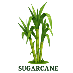 常规内容-果蔬系列写实甘蔗插画元素