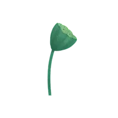 夏至莲蓬元素贴纸