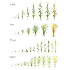 常规内容-植物系列农作物成熟过程插画贴纸元素