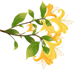 植物系列扁平插画风金银花花枝贴纸 