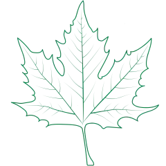 植物系列简约风绿色枫叶线稿元素