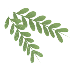 手绘风-植物贴纸-柳枝