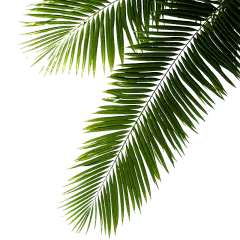 绿色植物叶子树叶装饰元素