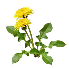 植物系列写实感黄色菊花簇元素