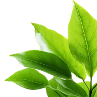 通用绿色植物叶子元素贴纸