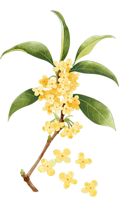 植物系列手绘风桂花元素