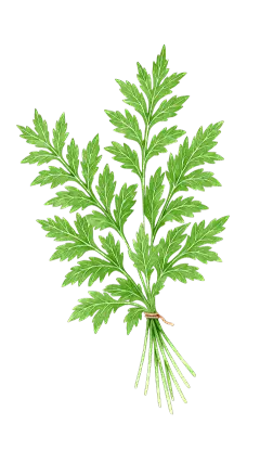 中国风系列水彩插画肌理感捆绑艾草元素