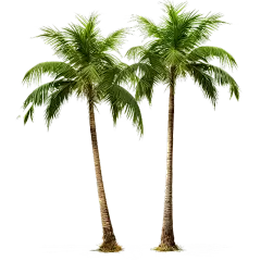植物通用实景椰子树元素素材