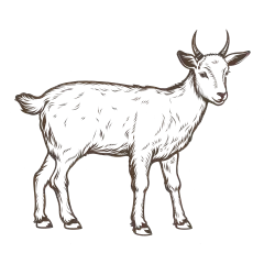 常规内容-动物系列插画风羊线稿