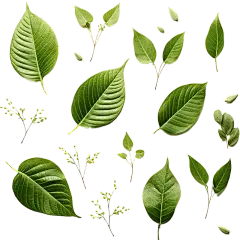 植物绿叶叶子