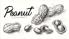 常规内容-植物系列手绘风黑色花生线稿元素背景