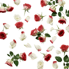 玫瑰花2