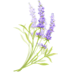 植物系列卡通感水彩薰衣草元素