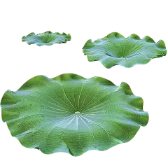 夏天通用实景荷叶绿色植物元素素材