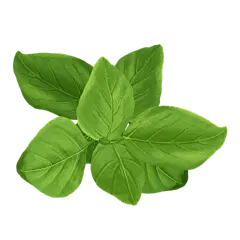 手绘调味品贴纸-罗勒叶