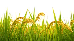 常规内容-植物系列写实感麦穗田光影背景